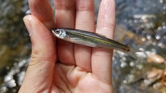 Notropis rubellus