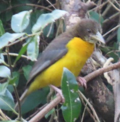 Ploceus bicolor stictifrons