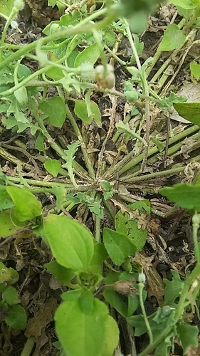Image of Paysonia lasiocarpa by (c) Jaxon Rickel, some rights reserved (CC BY)