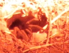 Calisoga longitarsis