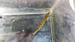 Percina gymnocephala