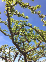 Leuenbergeria guamacho