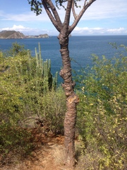 Leuenbergeria guamacho