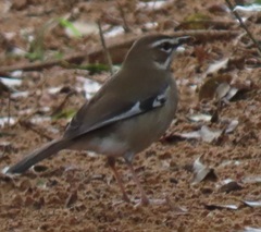 Cercotrichas signata