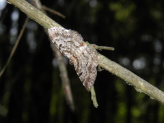Eupithecia abietaria