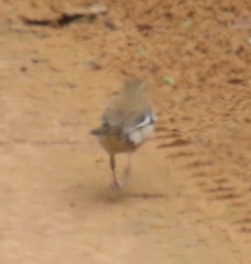 Cercotrichas signata