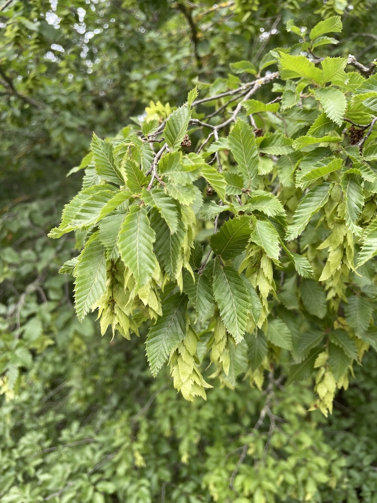 Carpinus orientalis — an easy houseplant, prefers partial sun light