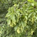 Eastern Hornbeam - Photo (c) Татьяна Ганина, some rights reserved (CC BY-NC), uploaded by Татьяна Ганина