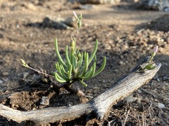 Phemeranthus confertiflorus