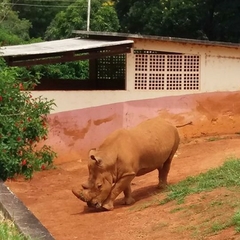 Rhinocerotidae