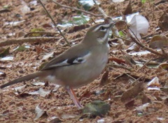 Cercotrichas signata