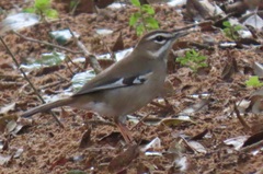 Cercotrichas signata