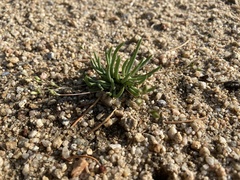 Phemeranthus confertiflorus