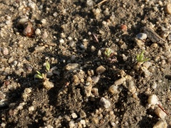 Phemeranthus confertiflorus