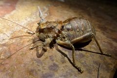 Enyaliopsis