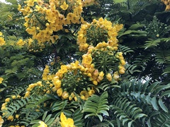 Cassia leptophylla