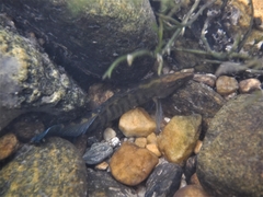 Etheostoma acuticeps