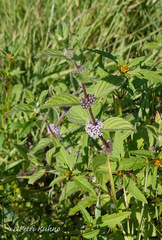 Mentha arvensis
