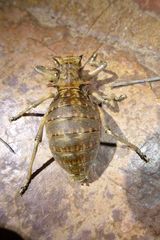 Enyaliopsis