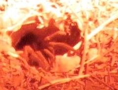 Calisoga longitarsis