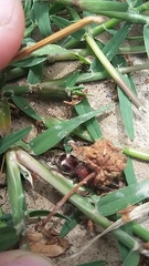 Pseudomethoca mulaiki