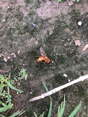 Sphecius