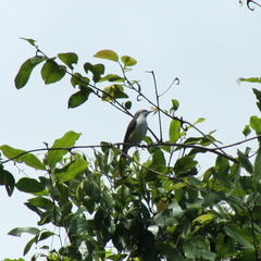 Anthreptes longuemarei