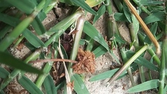 Pseudomethoca mulaiki