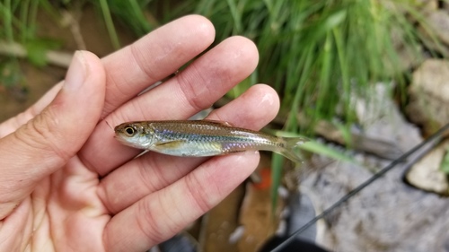 New River shiner (Notropis scabriceps) — Cyprinidae — 5