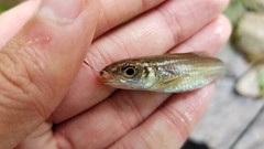 Notropis scabriceps