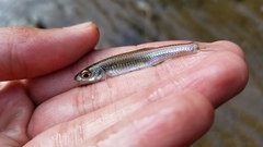 Notropis spectrunculus