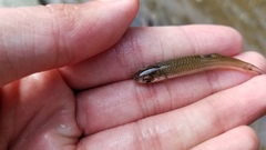 Notropis spectrunculus