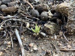 Phemeranthus confertiflorus