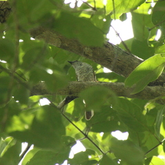 Calamonastes stierlingi