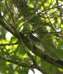 Calamonastes stierlingi