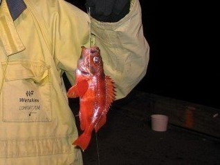 Deepwater Redfish