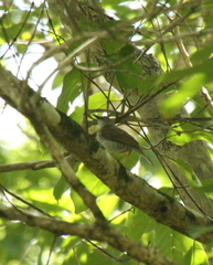 Calamonastes stierlingi