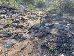 Phemeranthus confertiflorus