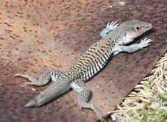 Aspidoscelis costatus