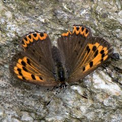 Lycaena panava