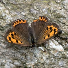 Lycaena panava