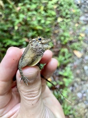 Anolis gundlachi