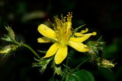Hypericum elodeoides