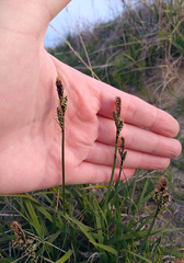 Carex bigelowii arctisibirica