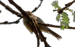 Cisticola chiniana