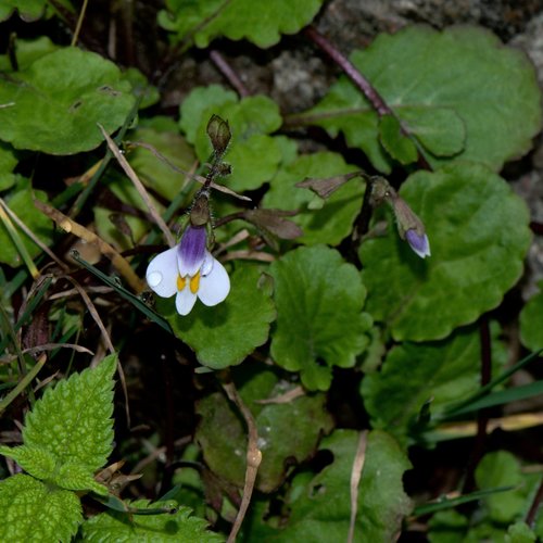 Mazus surculosus (Mazus surculosus)