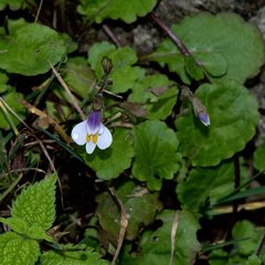Mazus surculosus