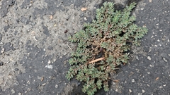 Euphorbia prostrata