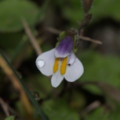 Mazus surculosus