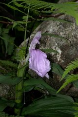 Roscoea purpurea